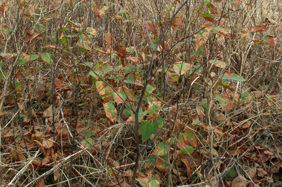 Japanese Knotweed Identification - Oct to Nov growth